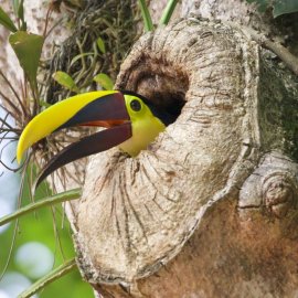 Costa Rica Story Safeguarding Ecosystems