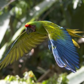 Costa Rica Story Salvaguardando los ecosistemas