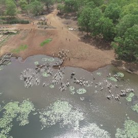 Benin Story Solving Farmers Herders Conflict