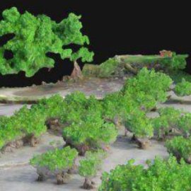 South Pacific Story Study of Mangrove
