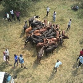 Uganda Story Livestock management
