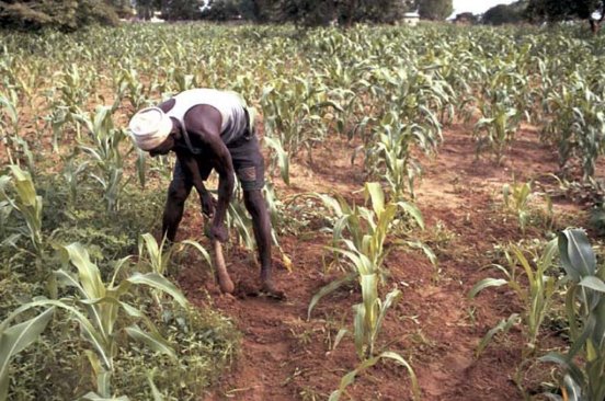 A man is bent over in a farm, weeding manually using a hoe.