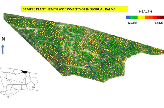 A map showing sample plant health assessment of individual palms.